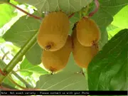 Kiwifruit Dexter (female) Plant - Actinidia deliciosa