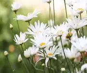 WHITE DAISY COMPUTER MOUSE PAD 9 X 7