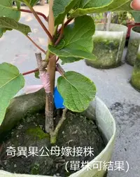 在飛比找Yahoo!奇摩拍賣優惠-(缺貨中)花花世界_水果苗*奇異果苗(公母嫁接株)*5-6吋