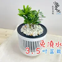 在飛比找蝦皮商城優惠-【現貨】【小品文化】晶鑽羅漢松 3.5吋條紋免澆水盆栽 懶人