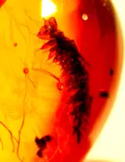 Superb Liverwort Sprig in Dominican Amber Fossil Gemstone