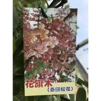 在飛比找蝦皮購物優惠-勿直接下標 花旗木 泰國櫻花 紅花決明 花旗木苗 樹苗 盆栽