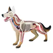 Animal Anatomy Model 4D Dog Intelligence Assembling Toy Teaching Anatomy Model DIY Appliances blackwhite