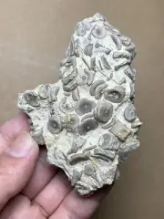 112g Devonian period Crinoid Geologic rock specimen
