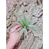 在飛比找蝦皮購物優惠-空鳳 卡比他他 Tillandsia capitata va