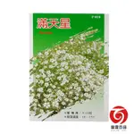 F010滿天星種子/花卉種子/開花種子/雷霆百貨