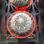 花花世界_多肉植物*玉翁仙人掌 3吋盆單株5CM