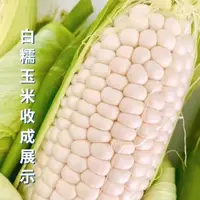 在飛比找蝦皮購物優惠-🔥🔥今年新品 高質量 白龍王玉米種子白玉米種子 玉米種子 水
