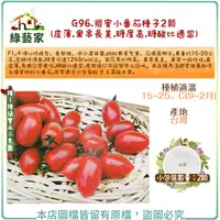 在飛比找Yahoo奇摩購物中心優惠-【綠藝家】G96.櫻蜜小番茄種子2顆(皮薄蕃茄.果串長美.糖