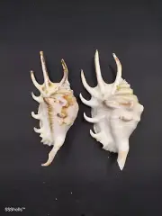 2 X Lambis-lambis spider conch sea shells. Beach marine collector #10081