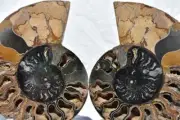 3180xx RARE 1 n 100 BLACK Ammonite PAIR XXXL Crystals 110myo FOSSIL 190mm 7.5"