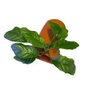 Terracotta Pleco Breeding Cave With Anubias For Fish Shrimp Snail Tank Aquarium