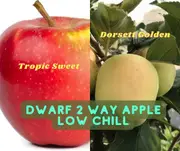 Buy 2 way Dwarf Apple grafted Dorsett-Sweet Trees (Malus domestica)