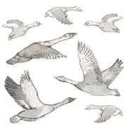 [Namly Design] Wallsticker - Geese