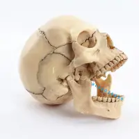 在飛比找蝦皮商城精選優惠-人體頭骨模型 小型可拆 15部件骷髏頭 顱骨模型 醫用牙齒口
