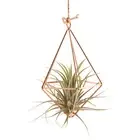 Air Plant Holder Design Plant Stand Glass Terrarium Plant Propagation
