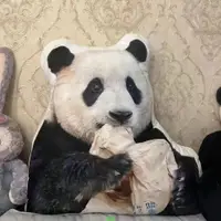 在飛比找蝦皮購物優惠-熊貓公仔 熊貓抱枕 睡覺大抱枕 娃娃 生日交換禮物 福寶熊貓