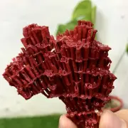 24g Natural Red coral reef Cluster Ocean Mineral Crystal Specimen