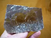 (DF-375-9) 8 oz Fossil REAL DINOSAUR Bone cabbing slab lapidary dinos fossils
