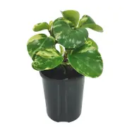 125mm Peperomia Variegata - Peperomia magnoliifolia