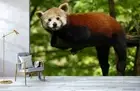 3D Forest Red Panda Wallpaper Wall Mural Removable Self-adhesive Sticker8429