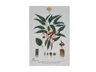 Maxwell & Williams Royal Botanic Gardens Victoria Botanic Tea Towel 50x70cm -...