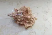 Tutufa bufo Bursa lamarcki 110.5 mm red sea shell nice choice for collector