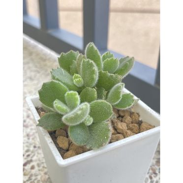 熊掌多肉的優惠價格 飛比有更多植栽 花禮商品 23年02月比價推薦