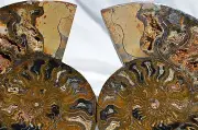 RARE 1 n100 BLACK PAIR Ammonite Crystal XLRG 147mm Dinosaur FOSSIL 5.7" n2555cc