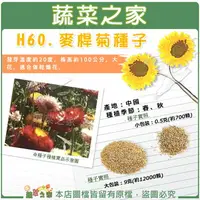 在飛比找樂天市場購物網優惠-【蔬菜之家】H60.麥桿菊種子(瑞士巨人) (共有2種包裝可