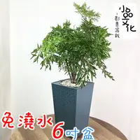 在飛比找蝦皮商城優惠-【現貨】【小品文化】羽葉福祿桐 6吋磚紋免澆水盆栽 觀葉植物