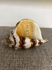 Hand Blown 8" Glass Conch Decor - Glass Sea Shells Figurine - Brown & White