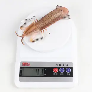 仿真固體海洋生物模型皮皮蝦螳螂蝦耙兒童科學教育玩具