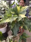 Anthurium Pterodactyl Variegated Big Size Real Pict Free Ptosanitary