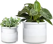 Phoenix Vine 6 Inch 4 Inch Self Watering Planter Pots, Design White Terracotta Pots for Plants, Indoor Cylinder Terra Cotta Pots with Glass Vase Set, 51-B-G-46