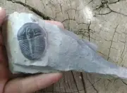 Nice Elrathia Kingii trilobite fossil specimen, Utah