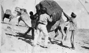 Traders with a Camel Tibooburra News South Wales 1923 OLD PHOTO