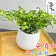 【小品文化】黃翠斑常春藤【現貨】3吋雪胖免澆水盆栽 室內植物 室內盆栽 懶人盆栽 水培植物 水培盆栽 植栽