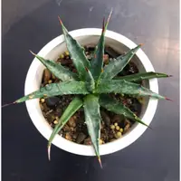 在飛比找蝦皮購物優惠-≡植綠人生≡🌴妖炎🌴Agave utahensis var.