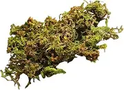 SEWACC 3 Dried for Fairy Garden Plants Decorative Lichen for Landscaping Easy Care Micro Landscape Decor Per Bag