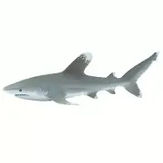 Oceanic Whitetip Shark Wild Safari Ocean Figure Safari Ltd 100271 NEW IN STOCK