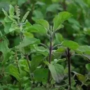 TULSI/Indian Green HOLY Basil 100 Seeds Culinary Stress Remedy