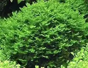 Live Subwassertang- Live Aquarium Plant, Fish Tank Moss Express Postage