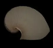 Sea shells Argonauta argo 164.6mm. Aquarium Decoration Products
