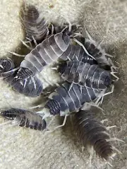 10+/20+/30+ P. pruinosus Powder Blue PIED "Oreo Crumble" Isopods *FREE SHIPPING*