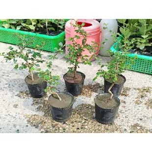 福建茶2寸盆 小樹苗  園藝 綠化植物 小品盆栽