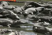Family Crocodile Adventure - Wangetti