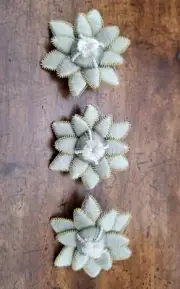 Set Of Three Soft Green Houlès Rosettes Embelishments Buttons Adornments NIB