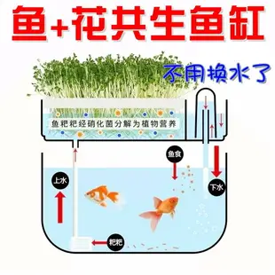 【臺灣特價】送禮物 家庭魚菜共生系統 生態草缸烏龜水族箱 小型透明金魚缸 造景花瓶桌面綠植