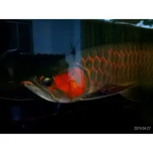 水族專用 龍魚 增艷 水草 養殖 仿太陽光 全光譜 紫外線 UVA 自然光 防水 led補光 燈管 紅狐 顯色 生態缸